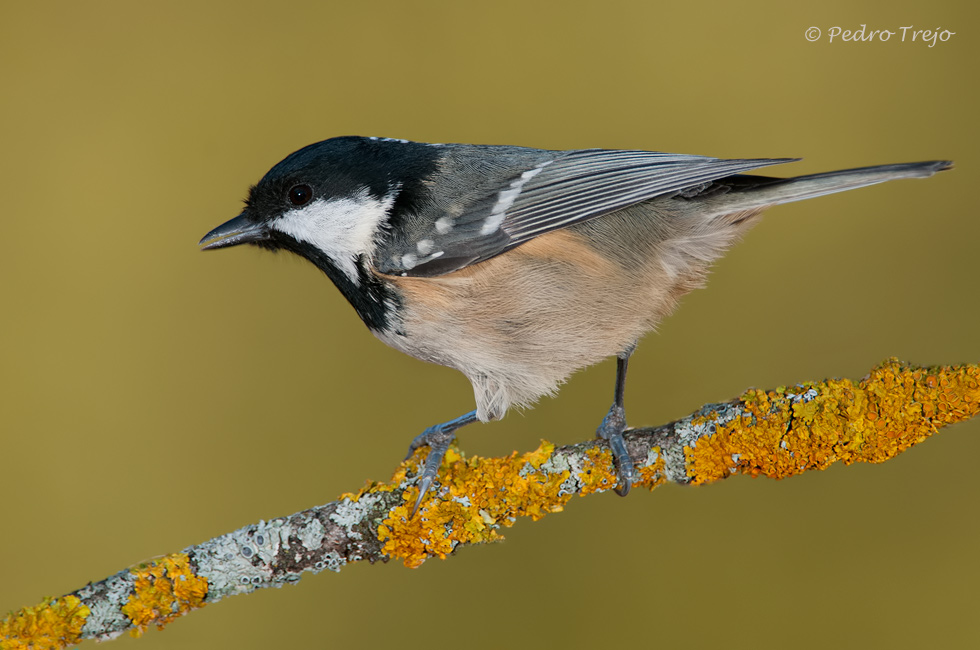 Carbonero garrapinos (Parus ater)